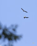 Bald Eagles 9992